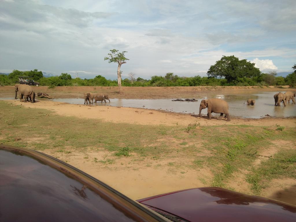 Brookline Safari Resort Uda Walawe Extérieur photo